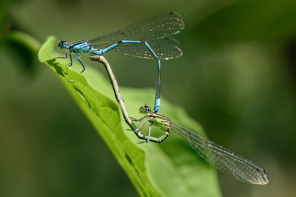 Unbelievable Dragonhflies