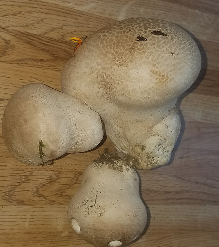 Mushroom Foraging